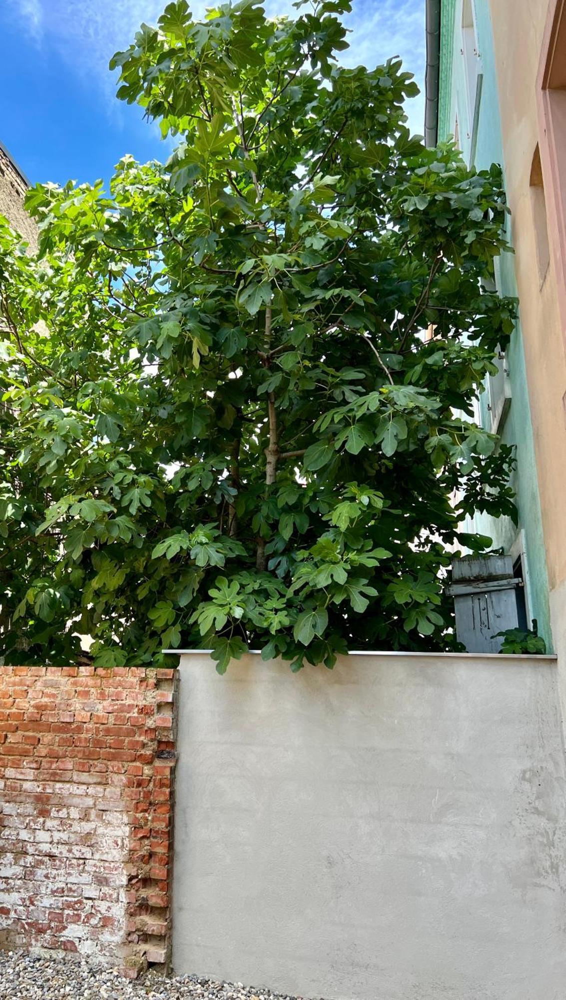Rs-0 - Appartement F2 Au Rdc A Mulhouse Pour 1-3 Pers Zewnętrze zdjęcie